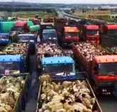 卓玛放生6387头羊 环保局称对生态不利