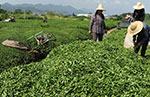 浙江东阳：茶叶丰收日 采摘秋茶忙