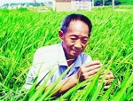 中国在水稻杂种优势研究方面获突破