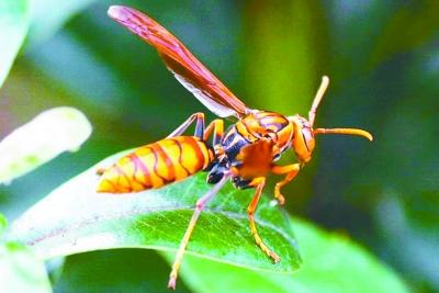 男子误踩马蜂窝 被蜇40多个包致多器官衰竭