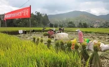 水稻新品种&ldquo;楚粳37号&rdquo;百亩方测产：平均亩产995公斤