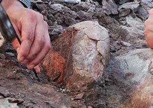 山东发现大量恐龙化石层 发掘区呈现兵马俑式坑道