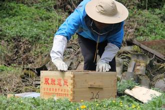 浙江鼓励中蜂养殖加快&ldquo;机器换人&rdquo;
