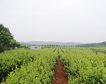 湖北咸安计划新增茶叶面积1万亩 率先启动秋冬播生产