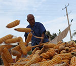 秋分时节收获忙