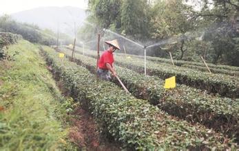 湖北英山构建完整茶叶标准体系