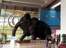 中国国家基因库正式运营 五千年前猛犸象或可复活