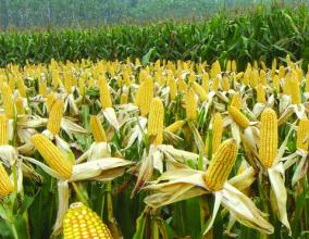 陕西铲除3000余亩非法转基因玉米 农户将获补偿
