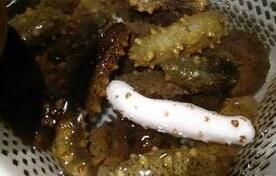 白色海参现身青岛20万里有1只