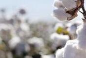 我国科学家利用基因调控技术有望攻克棉花&ldquo;癌症&rdquo;