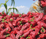 新疆博湖辣椒：从“一碟小菜”到“红色产业”