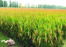 袁隆平将在青岛攻坚海水稻产业化