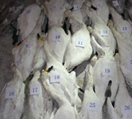 内蒙古233只小天鹅遭毒杀 警方悬赏10万元缉凶