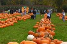 美国今年万圣节消费有望达84亿美元 破历史纪录