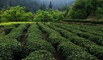 江西茶叶出口增长强劲 婺源成全国出口第一县