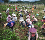 云南景谷县白芨进入盛采期 种植面积达千亩