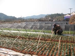 安徽祁门：茶苗移栽正当时