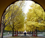 北京：初冬银杏黄