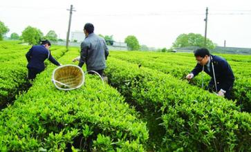 浙江江山市&ldquo;四抓四促&rdquo;推进茶产业振兴