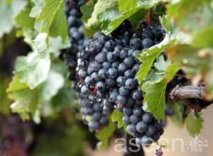 山东农科院酿酒葡萄栽培标准化