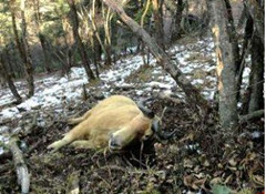国家一级保护动物羚牛被勒死 周边有捕猎装置