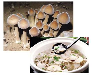 鸡枞菌&mdash;&mdash;大健康产业中的高端营养品