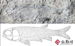 云南现最古老卵胎生新鳍鱼类化石 距今2.44亿年