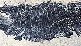 云南发现最古老卵胎生新鳍鱼类化石 距今2亿年