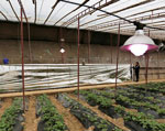 河北：设施蔬菜“补光”应对阴天及雾霾