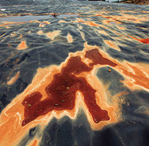 我国每年1200万吨粮食受重金属污染 损失达200亿