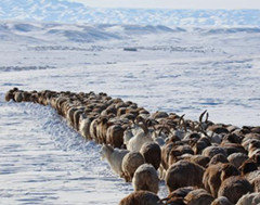新疆北部哈巴河县10万牲畜转往冬牧场