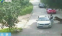 为何起诉索赔154万？北京&ldquo;虎咬人&rdquo;伤者家属回应