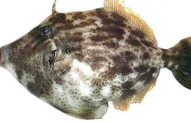 网友吃鱼前晒了张照片 没想到捡回一条命