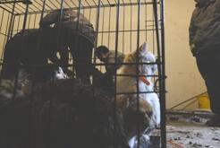 成都爱猫人每天杀猫百只 当兔肉卖上餐桌