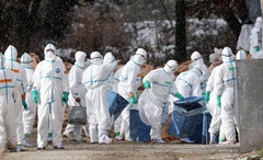 日本确认本国禽流感病毒类型为H5N6 与韩国相同