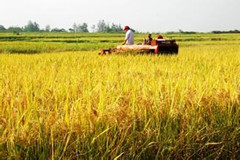 多个粮食产区局地亏损严重 种粮大户&ldquo;没钱赚&rdquo;想退租