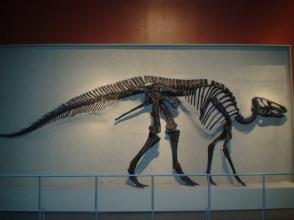 “新鲜”的恐龙？中外科学家在琥珀中发现恐龙尾巴标本