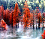 雾绕水杉似仙境