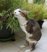 失去两条前腿后 励志猫学会了像霸王龙一样走路