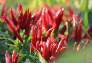 小辣椒撑起脱贫大产业