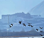 拉鲁湿地鸟儿欢