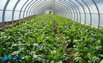 河北涿鹿县蔬菜种植提效益