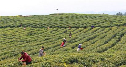 贵州务川“五强化”助力茶产业供给结构性调整