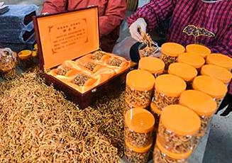 河北武邑：小虫草成致富大产业