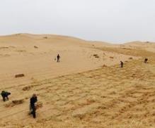 中国沙尘暴策源地建起300公里“绿色长城”