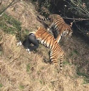 宁波虎咬人动物园今将继续闭园 当地开展大检查