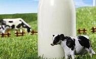 我国将实施“五大行动”促现代奶业建设