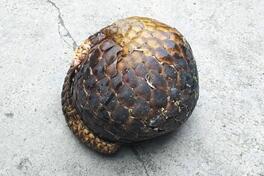 揭穿山甲交易链：喂水泥增重 可快递活体