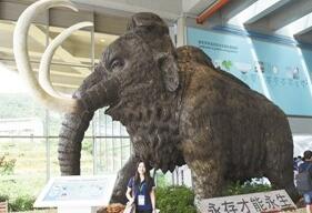 科学家：让猛犸象复活只需3步 在等合格代孕体