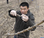 河北安平：现代农业园里的“致富经”